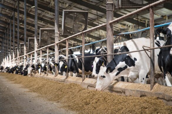 adm animal nutrition feed recall